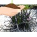 Black Dragon Mondo Grass Plants - Ophiopogon - 4" pot - Terrarium/Fairy Garden   